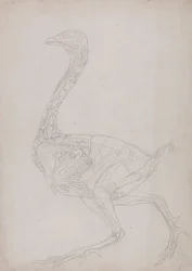 En jämförande anatomisk exponering av människokroppens struktur med en tiger och en ...